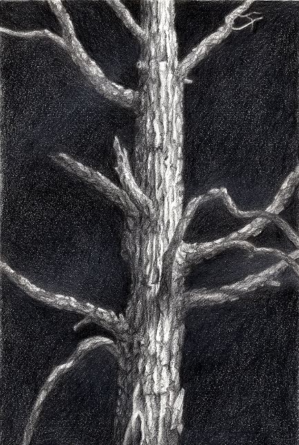 The Tree, Graphite on Paper, by David Jay Spyker