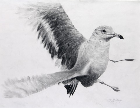 "Startled Gull", 2011, Graphite on Paper, 23 x 29 in., by David Jay Spyker